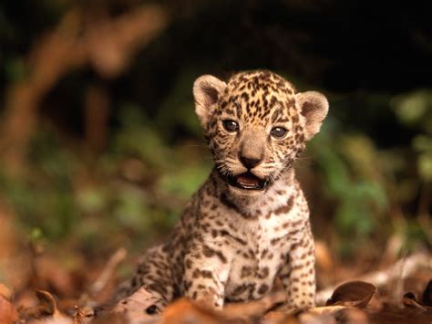 Dangerous Of Wild Animals Jaguar