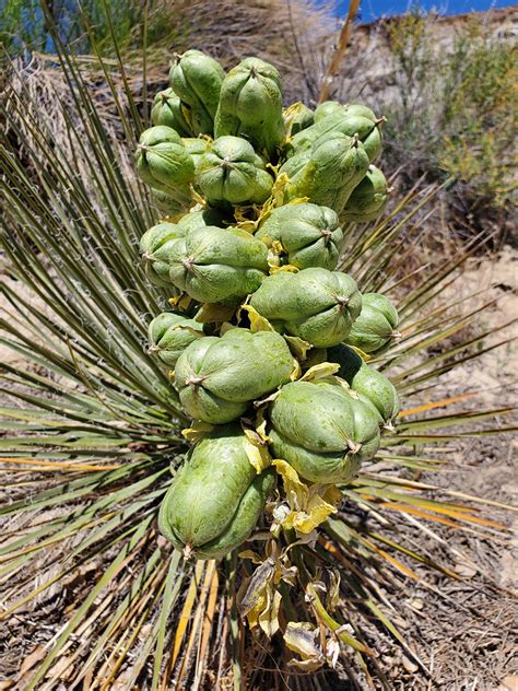 Green Fruits Pictures Of Yucca Angustissima Southwest Usa Yucca