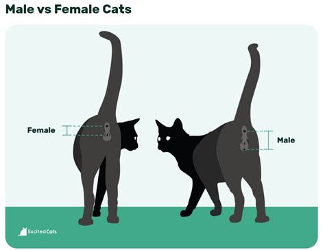 How To Tell If A Cat Is Male Or Female Vet Approved Ways Hepper