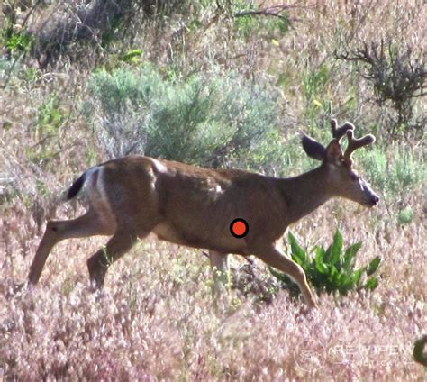 Where To Shoot A Deer 6 Spots For Quick And Humane Hunts ⋆ Survival Skillz