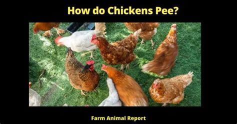 how do chickens pee chicken