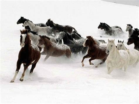 Horses In The Snow Wallpaper Wallpapersafari
