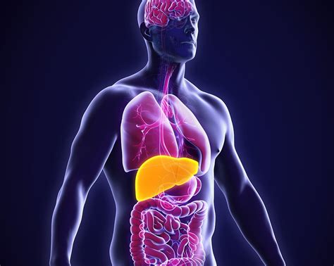 Liver Health What Your Liver Does Why Its Important And How To Tell If Its Suffering