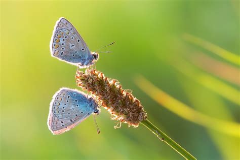 Butterfly Nature Insects Macro Zoom Close Up Wallpaper Wallpapers