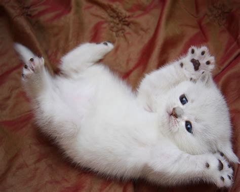All White Kittens For Free Meet The White Cat Breeds Petfinder The Most Common White Kitten