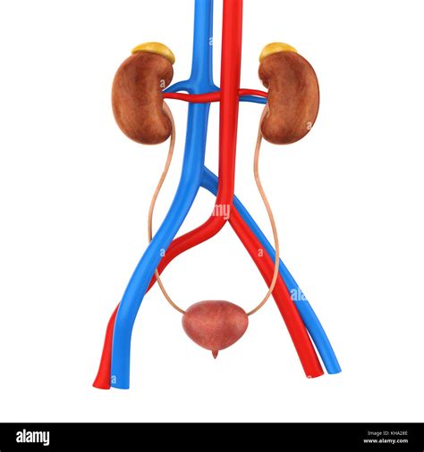 Human Urinary System Illustration Stock Photo Alamy