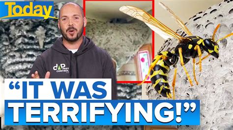 Pest Controller Discovers Massive Wasp Nest Inside Bathroom Of Home