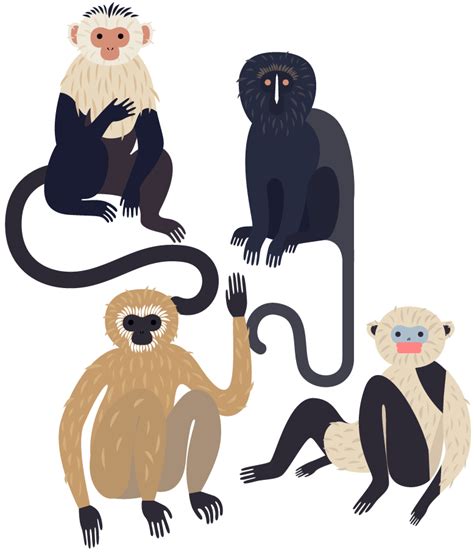 Monkeys Laura Edelbacher Illustration And Graphic Design