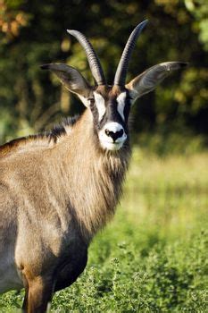 There are three african animals that start with the letter d. An Exhaustive List of African Animals With Some Stunning ...