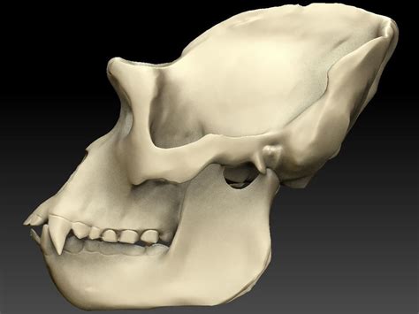 Primate Skull Features Diagram Quizlet