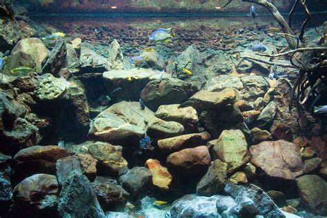 This Lake Malawi Biotope With Cichlids Is At The Artis Aquarium