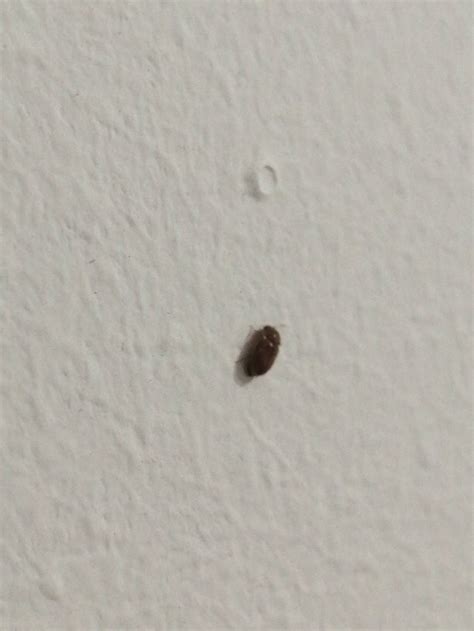Tiny Bugs Found In Pantry Of House I Just Moved Into Does Anyone Know
