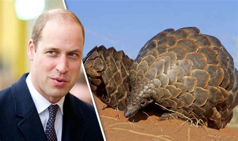 Tougher Sentences For Wildlife Traffickers Hope For The Pangolin