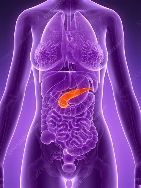 'where am i' provide to it users free to use the software. Anatomy of female pancreas, illustration - Stock Image ...
