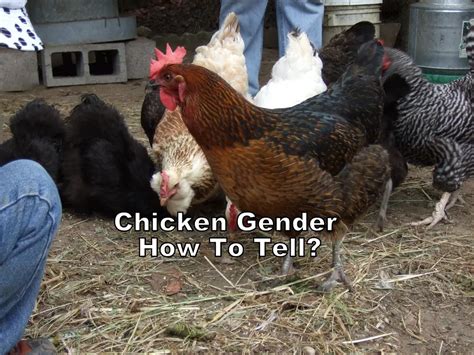 Chicken Gender How To Tell