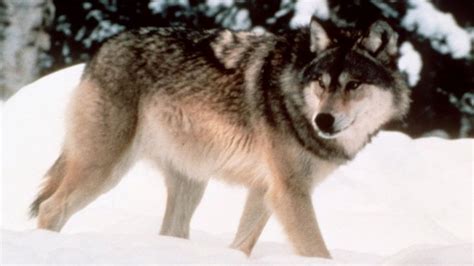 Wyoming Drops Federal Protection Of Gray Wolves Bbc News