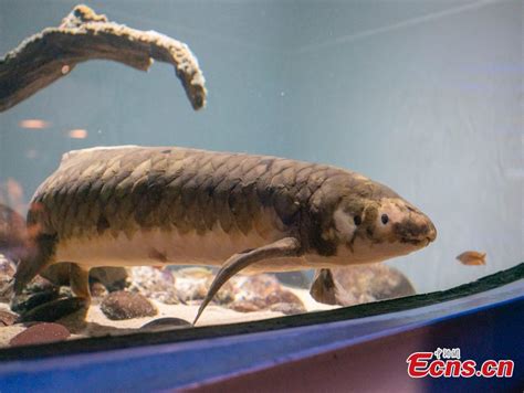 Meet Methuselah The Worlds Oldest Living Aquarium Fish In Us