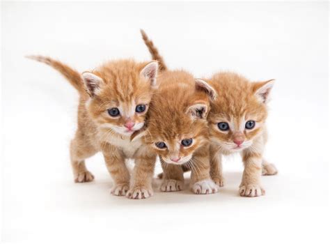 Kawaii Neko 100 Cute Japanese Cat Names With Their