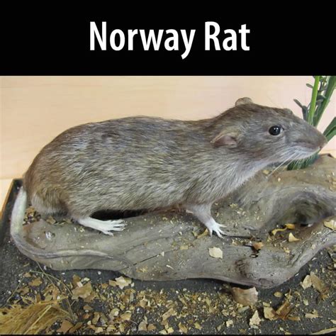 Norway Rat Alberta Invasive Species Council