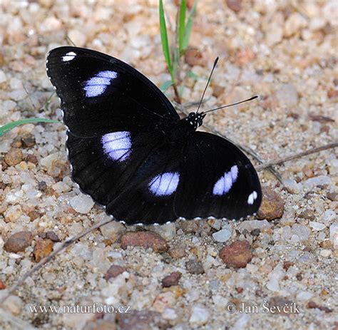 Diadem Butterfly Photos Diadem Butterfly Images Nature Wildlife
