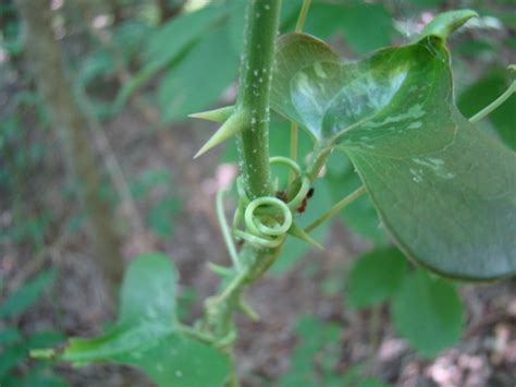 Thorny vines will damage any monster or spelunker that touches it from any angle for 1 hp, launching them back the opposite direction. thorns and vines | Flickr - Photo Sharing!
