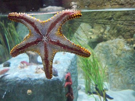 Starfish From The Sea Life Aquarium In Tempe Az