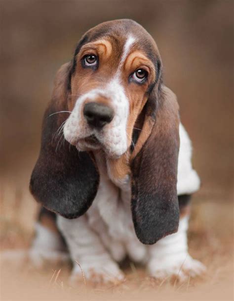 Different Types Of Beagles You Should To Know Beagles Typesofbeagles
