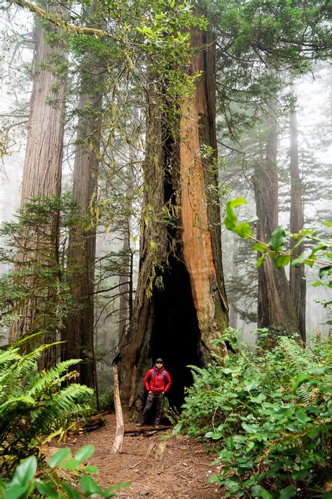 Ultimate Guide To Exploring The Redwoods National and State Parks