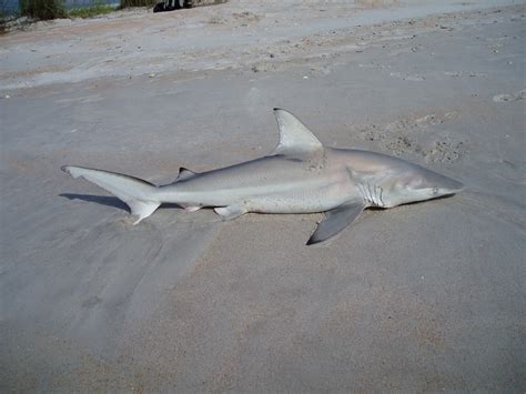 Sharks Fort Matanzas National Monument Us National Park Service