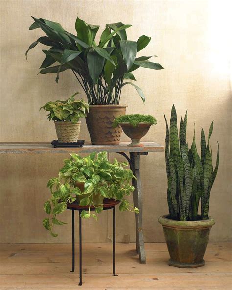 Houseplants For Any Kind Of Light Low Light House Plants Plants Low