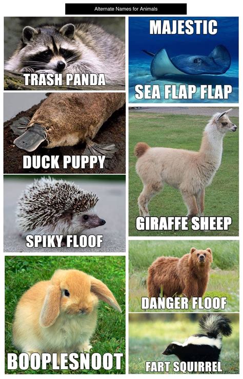 Funny Animals Names Cute Meme Trends Icons