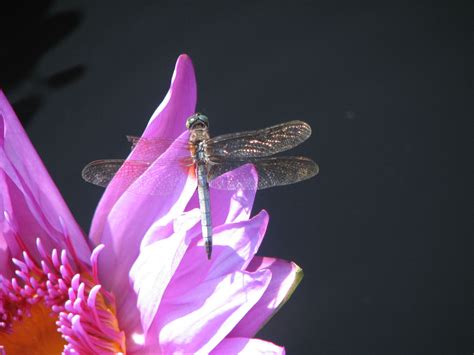 Dragonfly And Lotus Flower Photograph By Val Olson Dragonfly Lotus