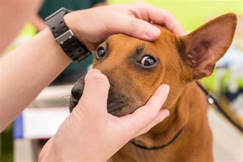 Dog Eye Problems Oakland Veterinary Referral Services