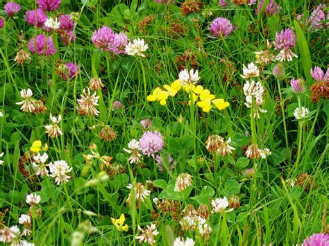 Red Clover Vs White Clover The Similarities And The