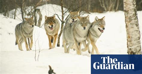 norway s plan to kill wolves explodes myth of environmental virtue wildlife the guardian