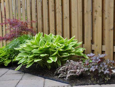 Columnar shrubs columnar shrubs landscaping problem solvers diane labonte is evergreen and takes sun or shade. Shade Plants For Zone 5: Growing Shade Plants In Zone 5 ...