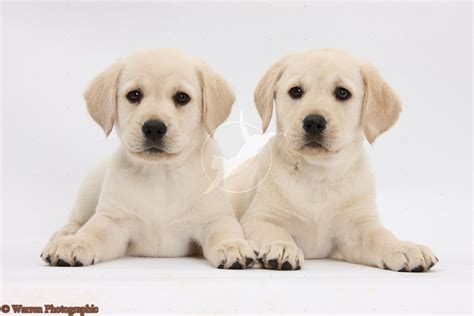 Golden retriever puppies are famously friendly and docile. Cute Puppy Dogs: labrador retriever puppies
