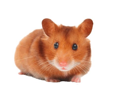 Ultimate resource for all small animal keepers everywhere