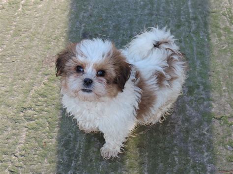 Our parti poodles come in many different colors. Shih Tzu X toy poodle puppies for sale. | Knottingley ...