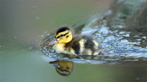 Black And Yellow Baby Duck On Body Of Water With Reflection 4k Hd