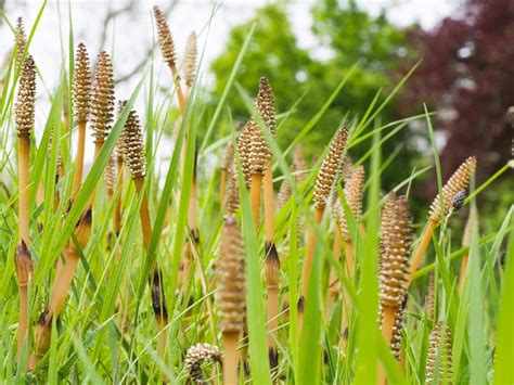 Horsetail Benefits Uses And Side Effects