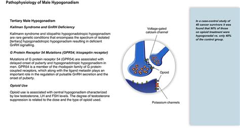 Reproductionhypogonadismpathophysiology