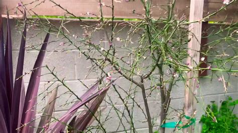 Apple, orange, lemon, lime, banana, cherry, olive, peach, pear Australian Finger Lime Trees In Southern California - YouTube