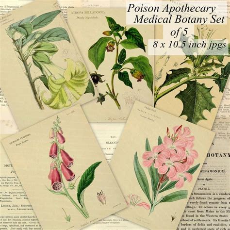 Poison Apothecary Flowers Medicinal Herbal Botany Set Of 5 Etsy