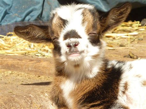 Super Happy Baby Goat Cute Goats Baby Animals Cute Animals