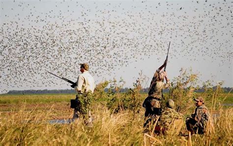 Dove Shooting In Argentina