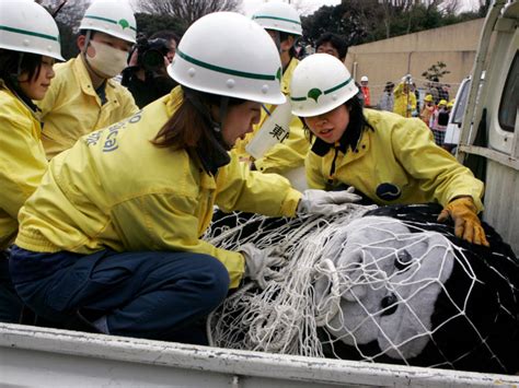 Japanese Zoo Animal Escape Drills Are Hilarious