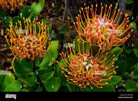 Leucospermum Erubescens An Upright Shrub Originary From South Africa
