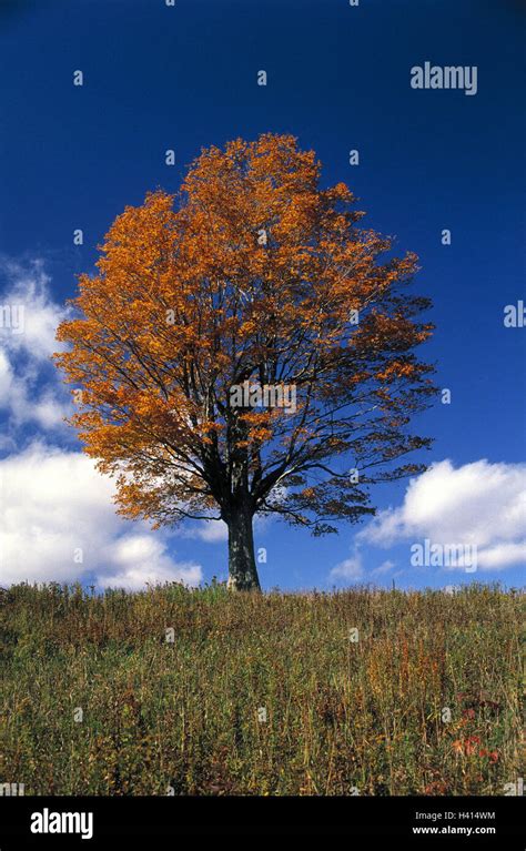 Meadow Maple Acer Spec Autumn Cloudy Sky Nature Meadow Autumn