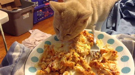 Cat Vine Cat Eating Pasta Youtube